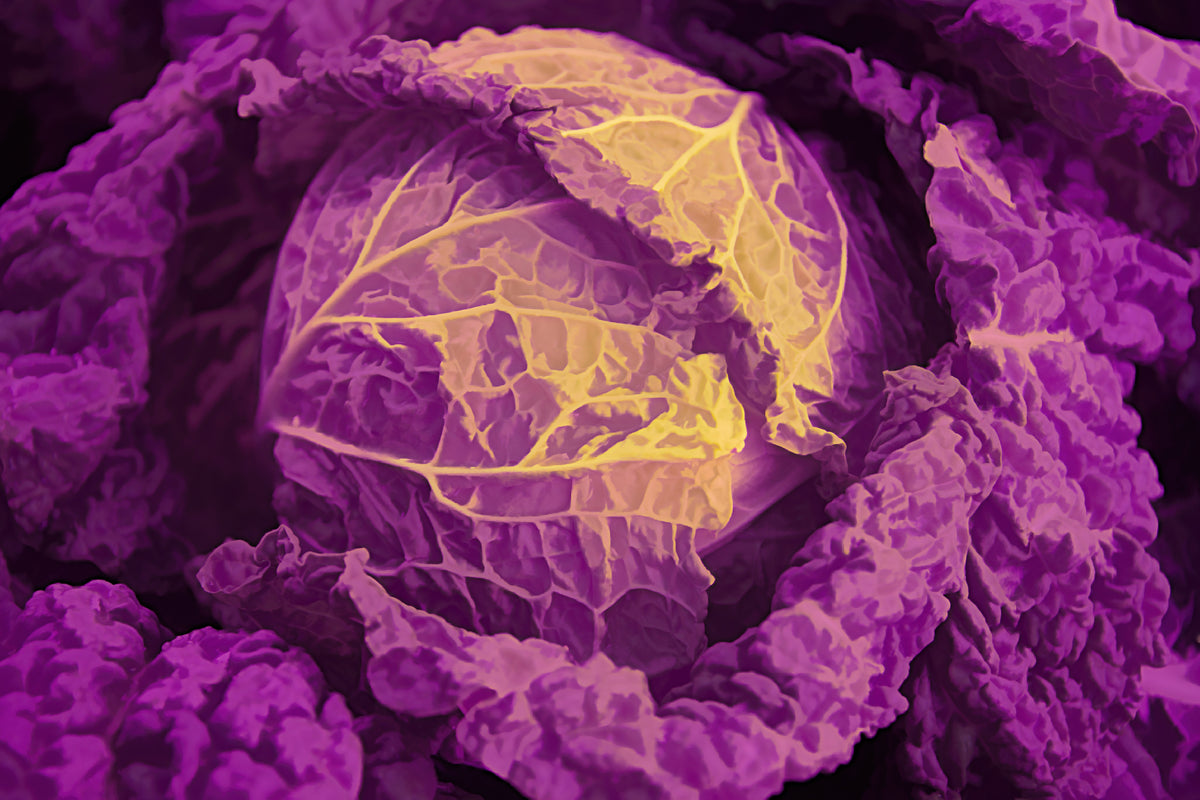 Head of Cabbage - Acrylic Purple