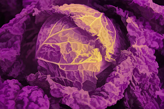Head of Cabbage - Acrylic Purple
