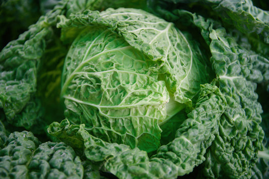 Head of Cabbage - Pure Photo