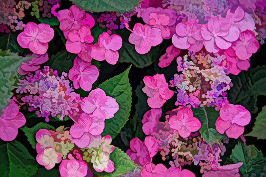 Pink Hydrangea