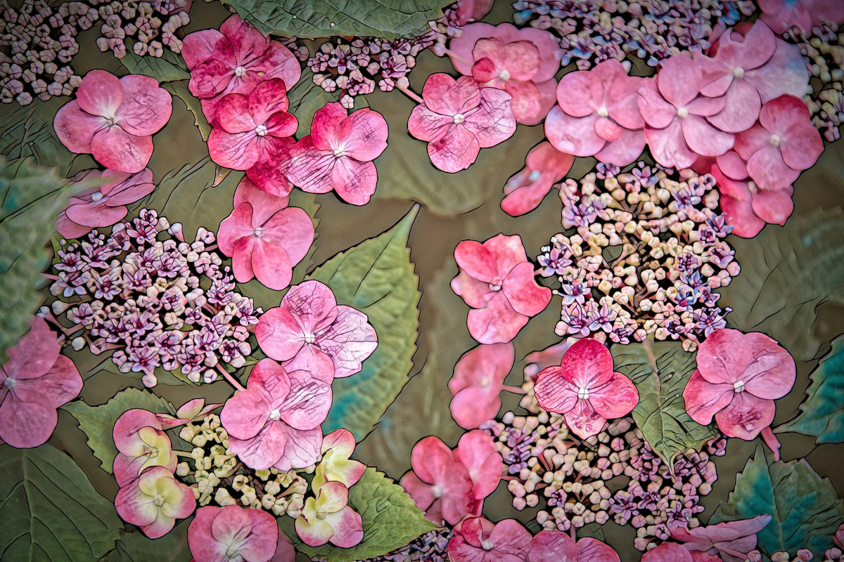 Pink and Blue Hydrangea