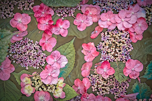 Pink and Blue Hydrangea