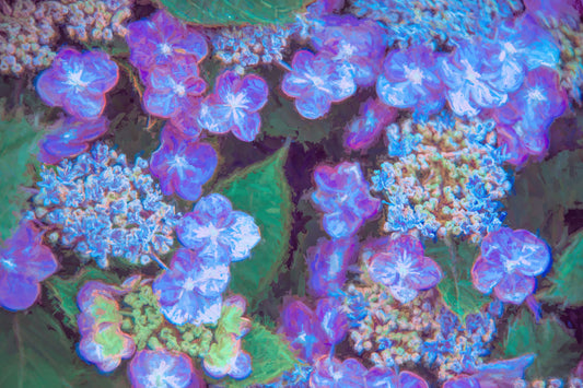 Blue Hydrangea