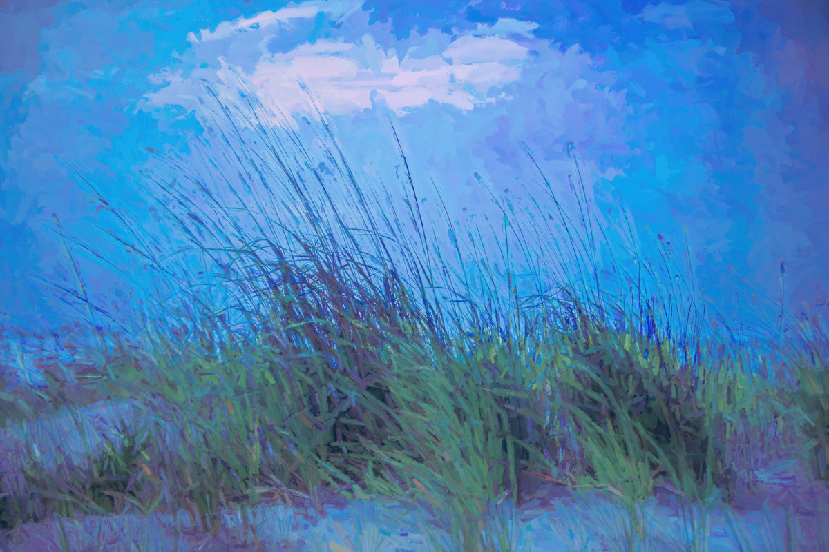 Blue Dune Grass
