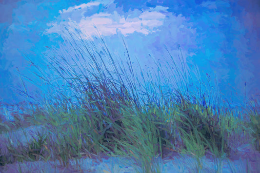 Blue Dune Grass