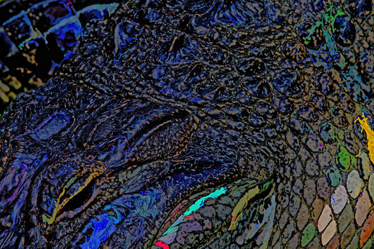 Gator Closeup #2 C