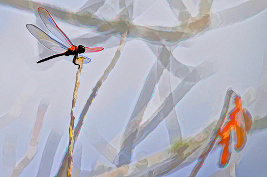 Dragonfly #1 C