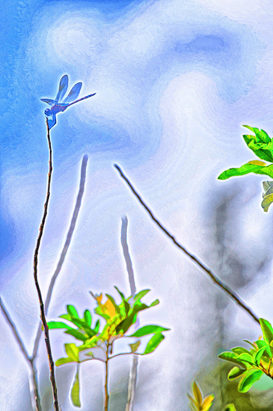 Blue Dragonfly #1 B