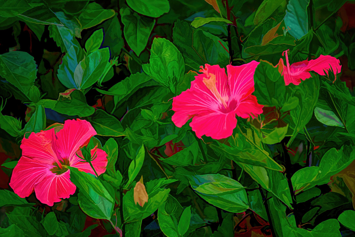 Red Hybiscus #3 A Horizontal