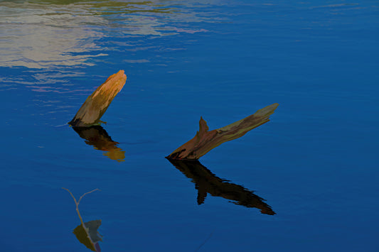 Water Reflection Green #2 C