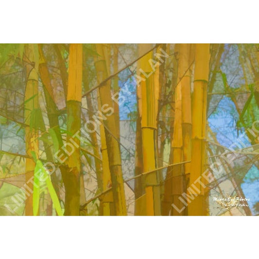 Bamboo In Watercolor Photo Art Limited Edition By Alan Goldberg