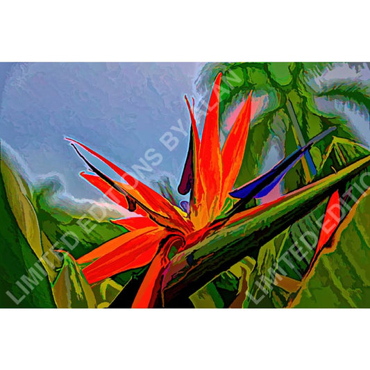 Bird Of Paradise - Limited Edition Photo Art Collection By Alan Goldberg