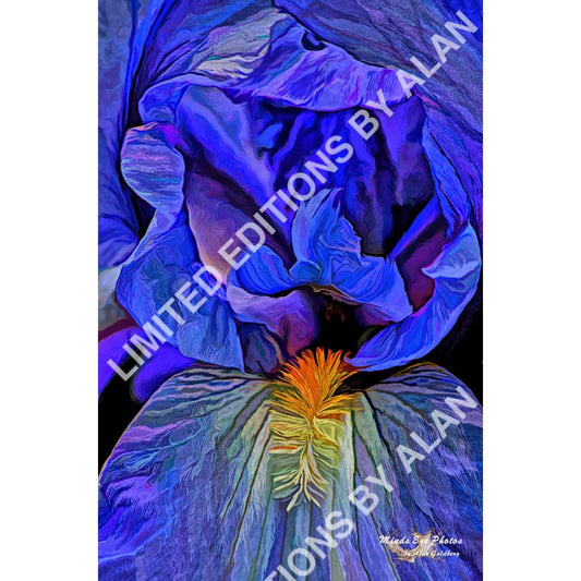 Blue Iris #1 In Acrylic Dead Flowers Collection. Limited Edition Photo Art By Alan Goldberg