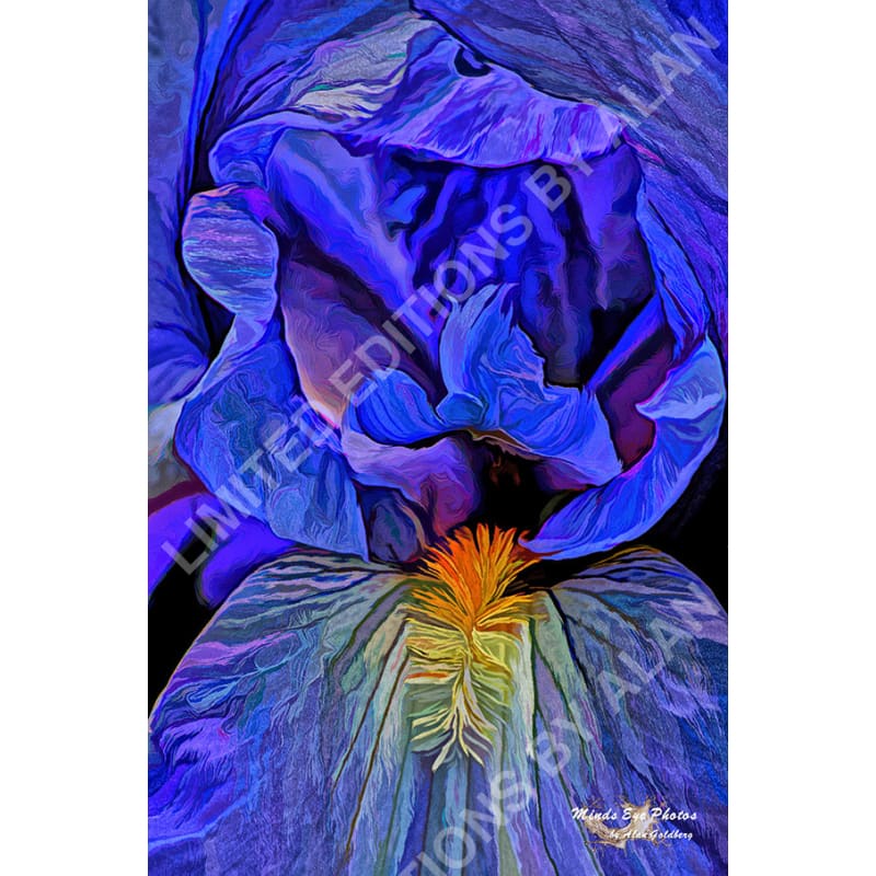 Blue Iris #1 In Acrylic Dead Flowers Collection. Limited Edition Photo Art By Alan Goldberg