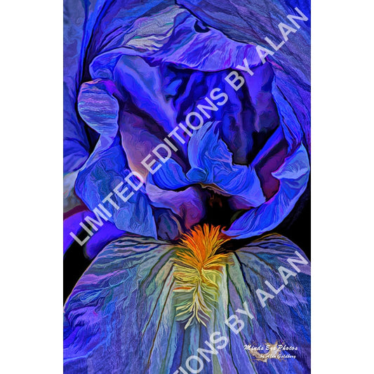 Blue Iris #1 In Acrylic Dead Flowers Collection. Limited Edition Photo Art By Alan Goldberg