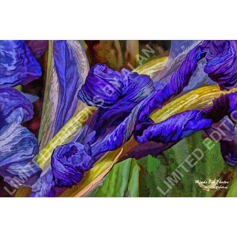 Blue Iris #2 In Acrylic Dead Flowers Collection. Limited Edition Photo Art By Alan Goldberg