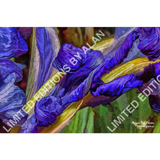 Blue Iris #2 In Acrylic Dead Flowers Collection. Limited Edition Photo Art By Alan Goldberg