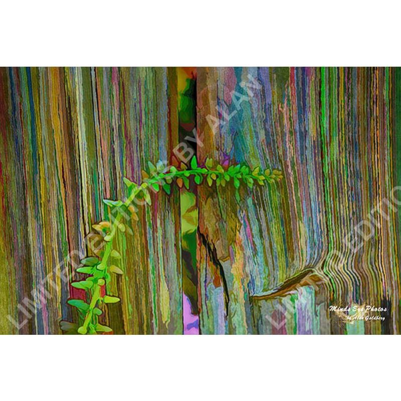 Creeper On A Fence In Acrylic Dead Flowers Collection. Limited Edition Photo Art By Alan Goldberg