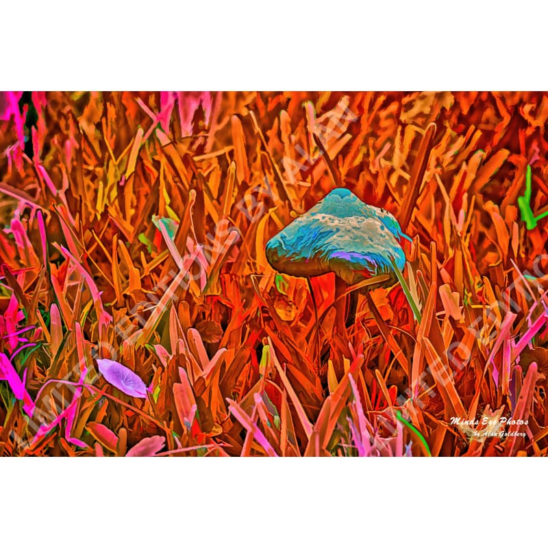 Mushroom On Orange Grass Limited Edition Photo Art By Alan Goldberg