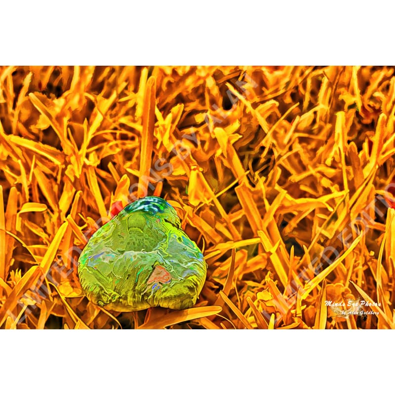 Mushroom On Yellow Grass Limited Edition Photo Art By Alan Goldberg