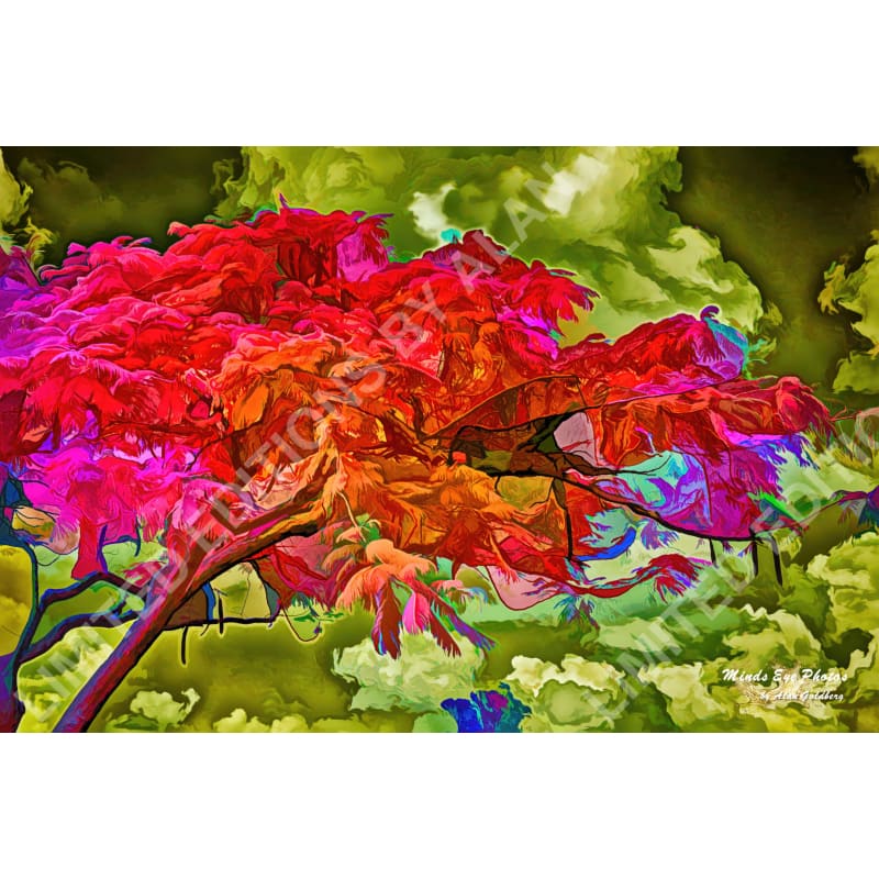 Red Mimosa Limited Edition Photo Art By Alan Goldberg