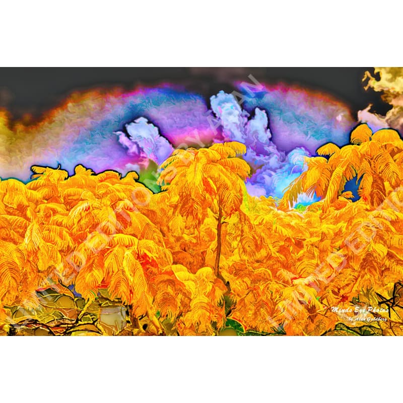 Yellow Mimosa Limited Edition Photo Art By Alan Goldberg