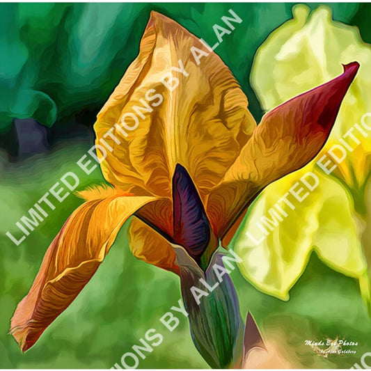 Golden Iris In Acrylic Dead Flowers Collection. Limited Edition Photo Art By Alan Goldberg