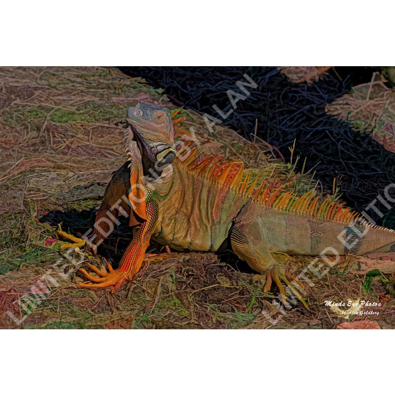 Iguana #3 Limited Edition Photo Art By Alan Goldberg