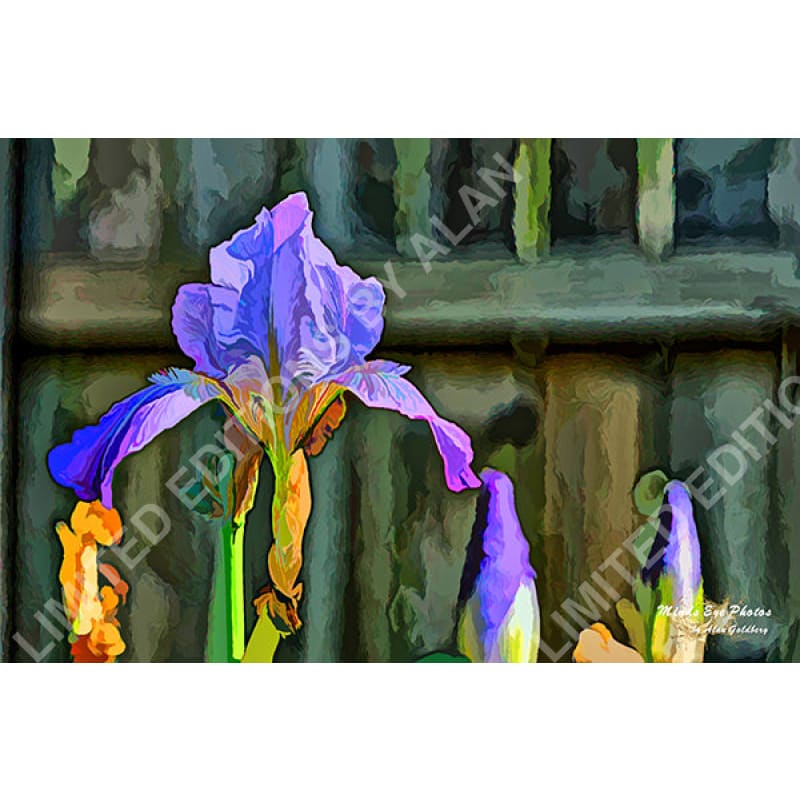 Lilac Iris In Acrylic Dead Flowers Collection. Limited Edition Photo Art By Alan Goldberg