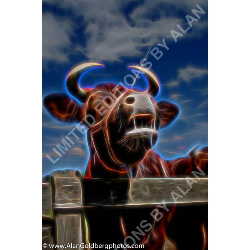 Mooing Cow Limited Edition Photo Art By Alan Goldberg