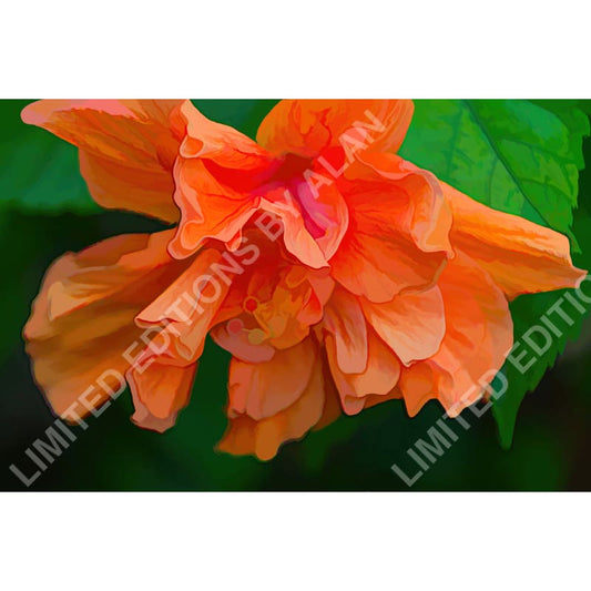 Orange Hibiscus - Limited Edition Photo Art Collection By Alan Goldberg