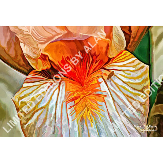 Orange Iris In Acrylic Dead Flowers Collection. Limited Edition Photo Art By Alan Goldberg