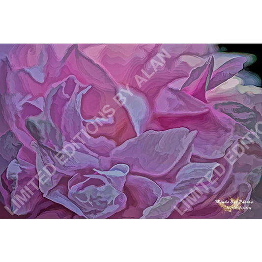 Pink Peony In Acrylic Dead Flowers Collection. Limited Edition Photo Art By Alan Goldberg