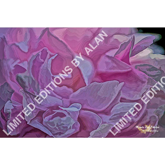 Pink Peony In Acrylic Dead Flowers Collection. Limited Edition Photo Art By Alan Goldberg