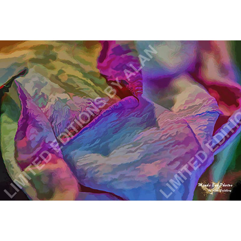 Pink Rose Petals In Acrylic Dead Flowers Collection. Limited Edition Photo Art By Alan Goldberg