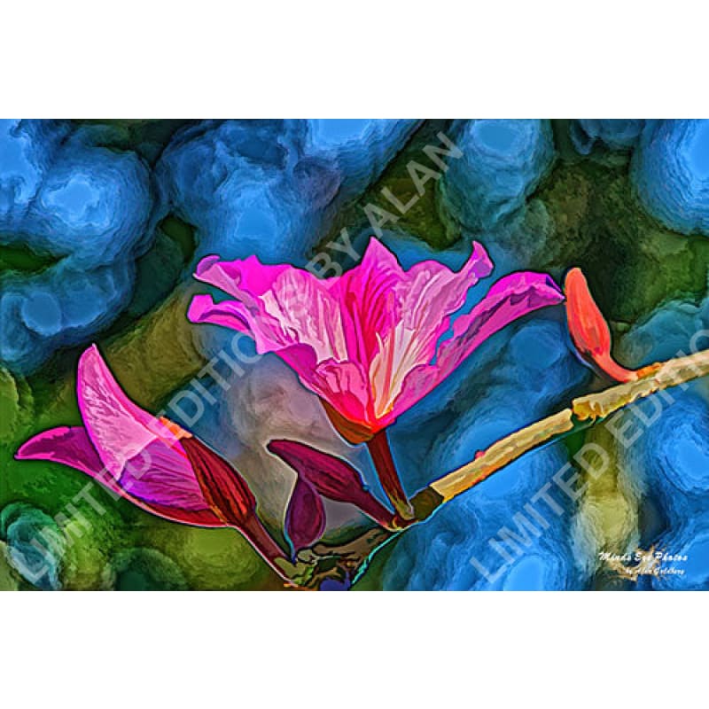 ’Pink Tree Blossom In Acrylic’ Dead Flowers Collection. Limited Edition Photo Art By Alan Goldberg