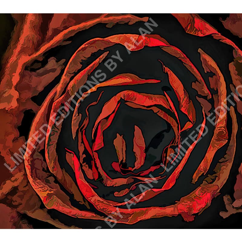 Dead Flowers Series Dead Red Rose In Acrylic - Flowers Collection By Alan Goldberg Photo Art