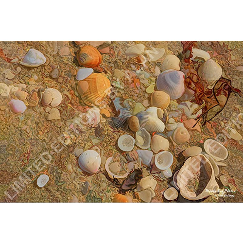 Seashells #1 Limited Edition Photo Art By Alan Goldberg