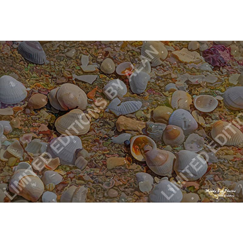 Seashells #2 Limited Edition Photo Art By Alan Goldberg