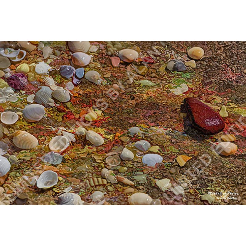 Seashells And Rock ’The Sermon’ Limited Edition Photo Art By Alan Goldberg