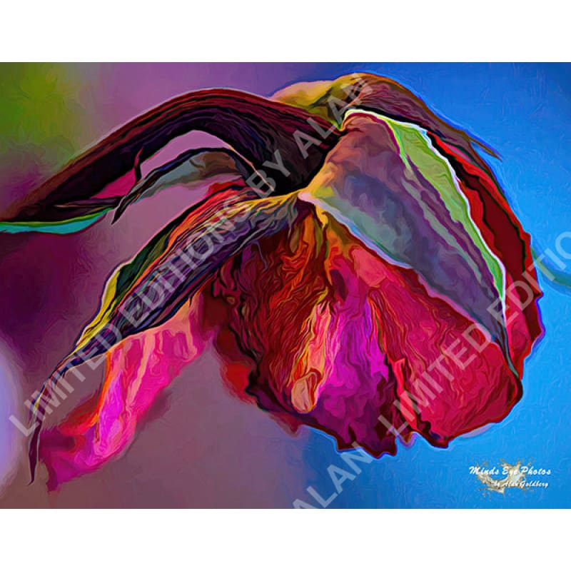 Side Portrait Of A Dying Rose #1 In Acrylic. Dead Flowers Collection. Limited Edition Photo Art By