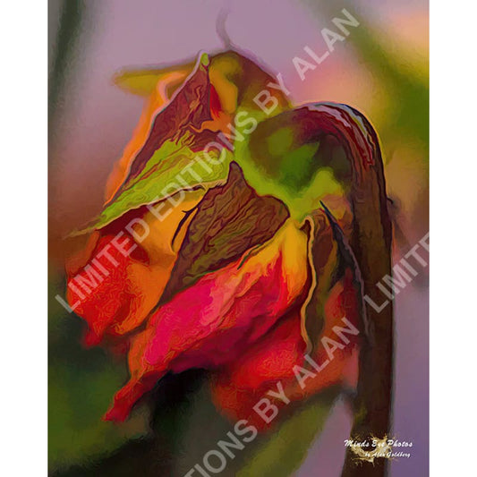 Side Portrait Of A Dying Rose #2 In Acrylic. Dead Flowers Collection. Limited Edition Photo Art By