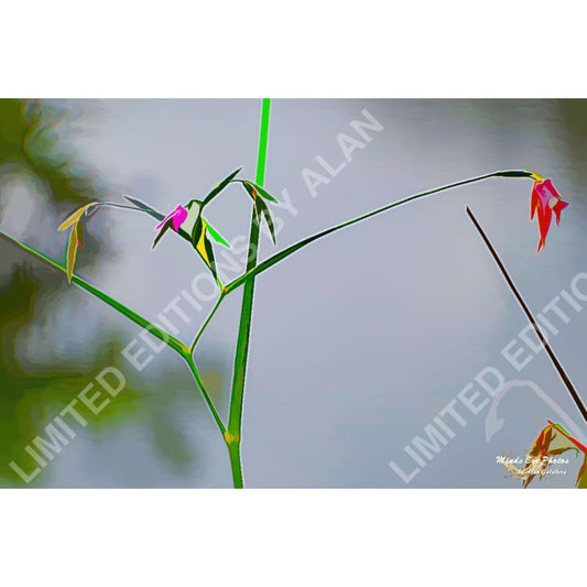 Tiny Flowers - Limited Edition Photo Art By Alan Goldberg