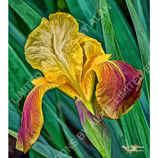 Yellow And Purple Iris In Acrylic Dead Flowers Collection. Limited Edition Photo Art By Alan