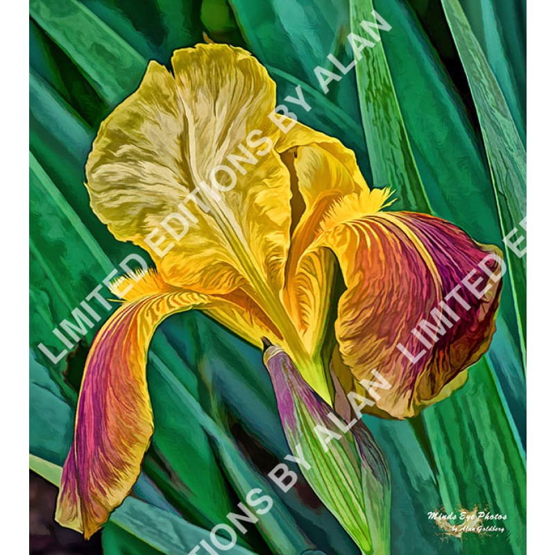 Yellow And Purple Iris In Acrylic Dead Flowers Collection. Limited Edition Photo Art By Alan