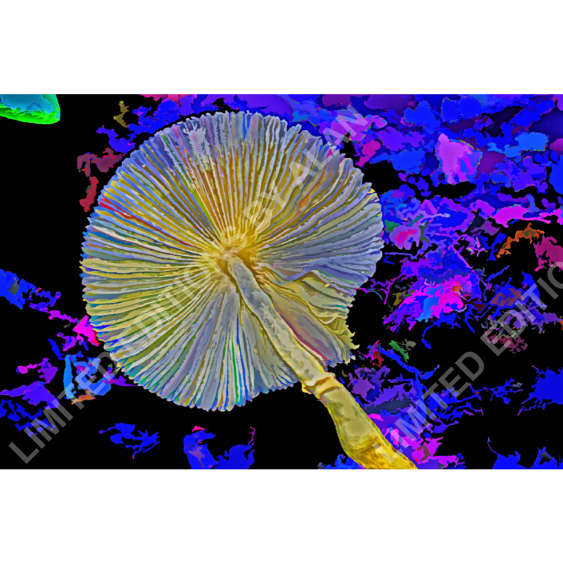 Yellow Mushroom Gills In Acrylic - Limited Edition Photo Art Collection By Alan Goldberg