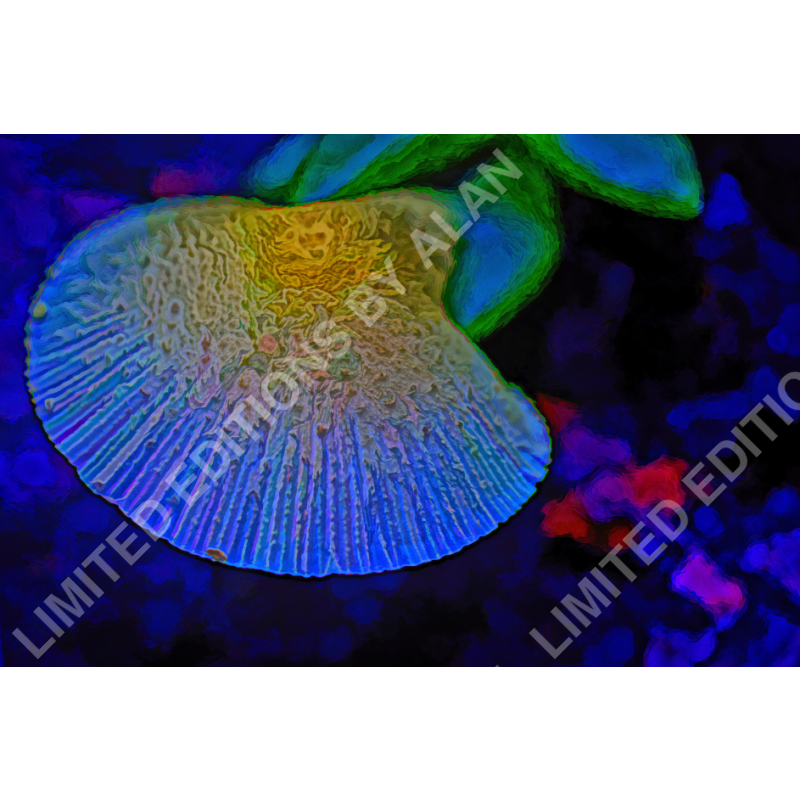 Yellow Mushroom On Blue ’Go Ask Alice’ Collection - Limited Edition Photo Art By Alan Goldberg